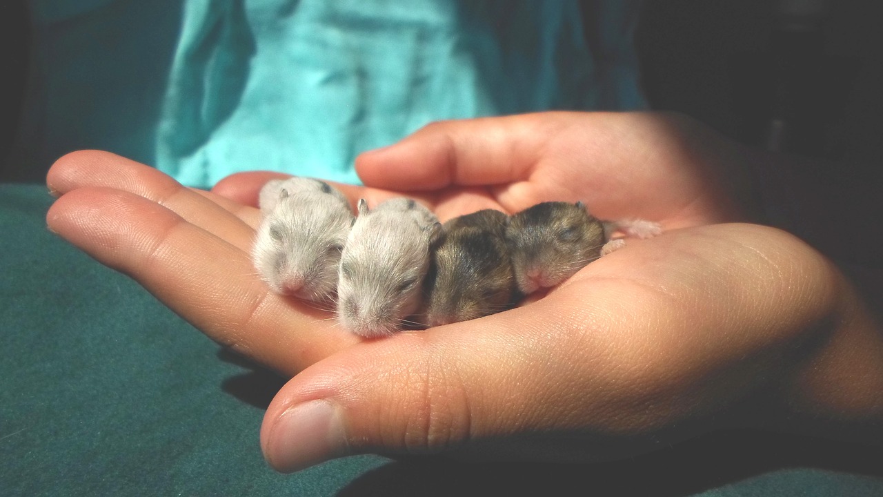 Hou oud worden dwerghamsters? Hamster Info
