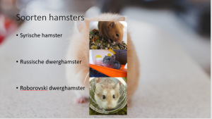 Hamster presentatie